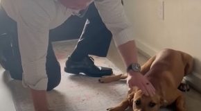 Man returns home from work with a stray dog