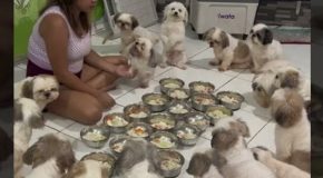 Obedient puppies won’t eat until their owner asks them to