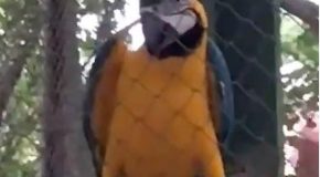 Parrot dances at the party like nobody’s business