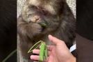 Polite monkey takes food when it is given to it