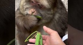 Polite monkey takes food when it is given to it