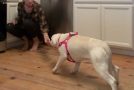 Scared Rescue Dog Gradually Opens Up To Her Rescuer