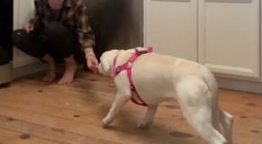 Scared Rescue Dog Gradually Opens Up To Her Rescuer