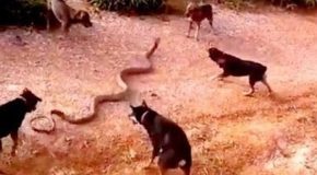 Snake gets destroyed by a group of dogs