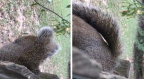 Squirrel found stuck to a fence by its nuts