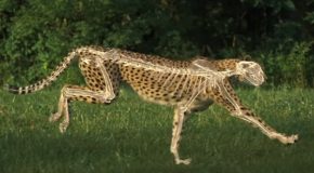 The science behind the insane speeds of cheetahs
