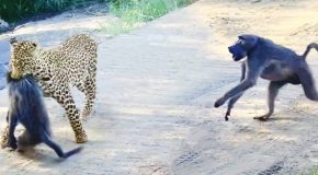 Unsuspecting baboon gets ambushed by a leopard