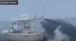 Whale Causes A Boat To Capsize Off The Coast Of New Hampshire