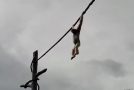 Monkey Hanging On A Rope Poops On The Crowd Below