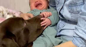 Adorable labrador thinks his owner’s baby is his puppy