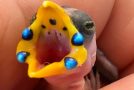 Beautiful Clip Of Hatching A Blue-Faced Parrotfinch Baby Hatching