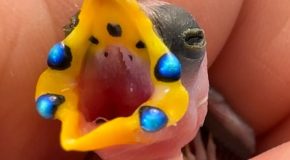 Beautiful Clip Of Hatching A Blue-Faced Parrotfinch Baby Hatching