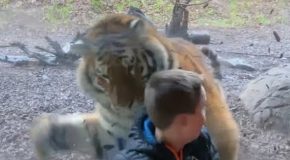 Boy posing in front of a tiger enclosure gets charged by it