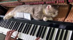 Cat Sleeps On The Piano While The Pro Pianist Plays A Tune