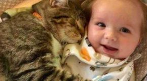 Cats Taking On The Duties Of Guarding Their Human Babies