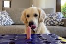 Dog Has A Funny Reaction To The Hot Dog Challenge