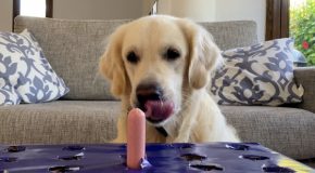 Dog Has A Funny Reaction To The Hot Dog Challenge