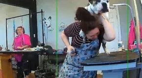 Dog groomer fends off a bulldog trying to hump her back