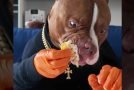 Hilarious clip of a smart dog eating chicken wings