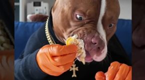 Hilarious clip of a smart dog eating chicken wings