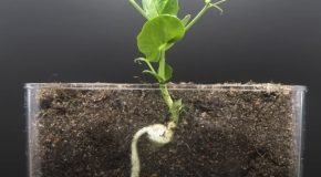 Insane timelapse clips of growing plants for 15 years