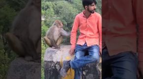 Man Gets Kidnapped By Monkeys Who Asked For Food As Ransom