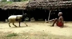 Man Has A Really Funny Fight Against An Angry Goat