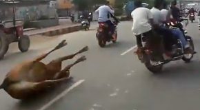 Royal Enfield Crashes During An Independence Day Ride