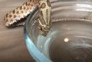 Snake looks adorable while drinking water