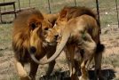 Two male lions get rescued from a circus and set foot on grass for the first time