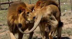 Two male lions get rescued from a circus and set foot on grass for the first time