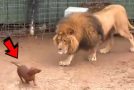 A Lion And A Dog, Two Unlikely Childhood Friends