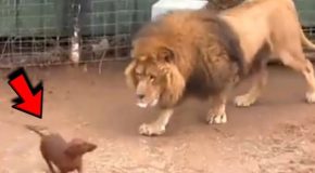 A Lion And A Dog, Two Unlikely Childhood Friends