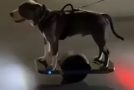 Dog Rides A Onewheel Perfectly!