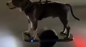 Dog Rides A Onewheel Perfectly!