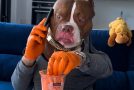 Dog With Human Hands Gets A Phone Call