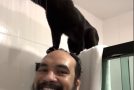 Funny Cat Loves Standing On Daddy’S Head While He Showers