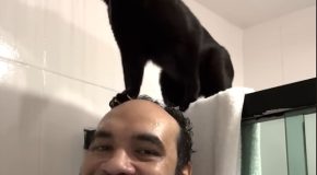 Funny Cat Loves Standing On Daddy’S Head While He Showers