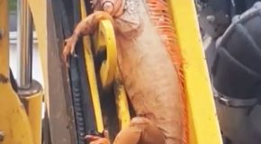 Garbage Truck Carries An Unknown Hitchhiker In The Form Of An Iguana