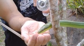 Hiker Gives A Snake Water From His Hand