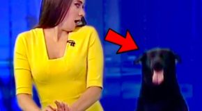 News Bloopers That Are Just Beyond Funny