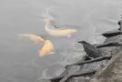 Smart Heron Uses A Piece Of Bread To Hunt Fishes