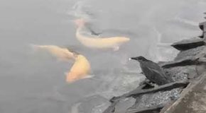 Smart Heron Uses A Piece Of Bread To Hunt Fishes