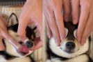 ASMR Head Spa Of A Cute Dog