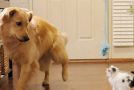 Adorable Golden Retriever Helps Raise A Kitten