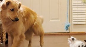 Adorable Golden Retriever Helps Raise A Kitten