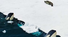 Brutal Yet Incredible Seal Hunt By Killer Whales