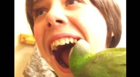 Cute Parrot Manages To Pull Out A Kid’s Tooth