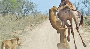 Giraffe Tries To Run Away For Its Life While Being Chased By Four Lions