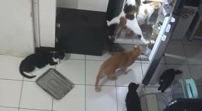 Group Of Cats Seen Stealing Together From A Fridge